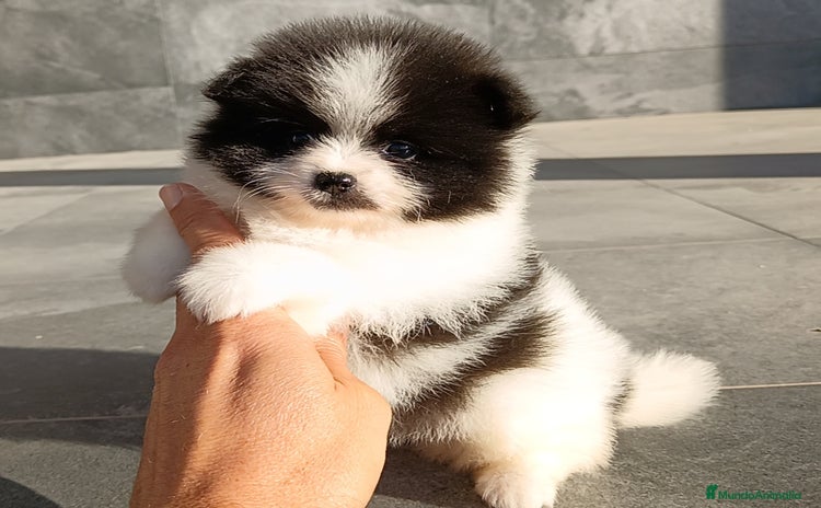 Pomerania perros - Anuncio 2