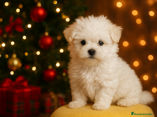 Bichón Maltés perros 🌟 BICHÓN MALTÉS LÍNEA COREANA · EXCELENCIA - Anuncio 1