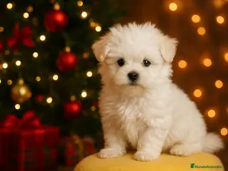 Bichón Maltés perros 🌟 BICHÓN MALTÉS LÍNEA COREANA · EXCELENCIA - Anuncio 38