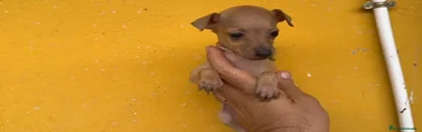 Pequeño Lebrel Italiano 2