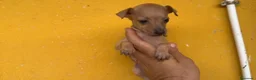 Pequeño Lebrel Italiano perros en venta: Cachorros Piccolo italiano  - Anuncio 3