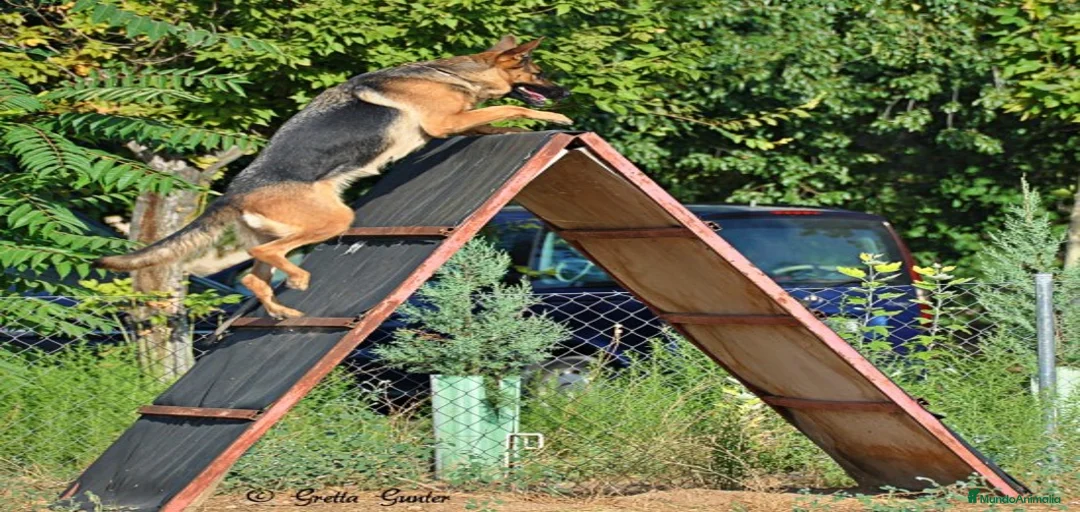 Imagen de galería {{count}}