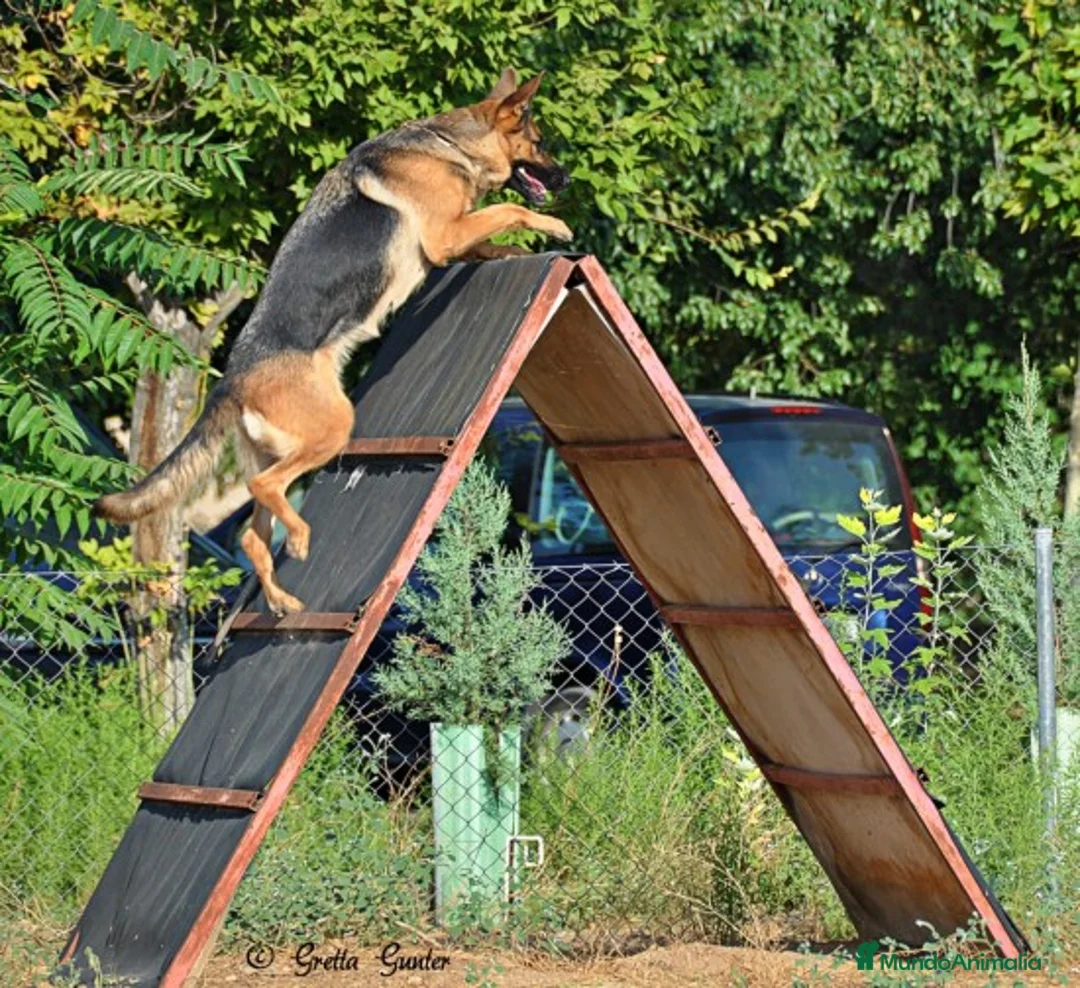 Imagen de galería {{count}}