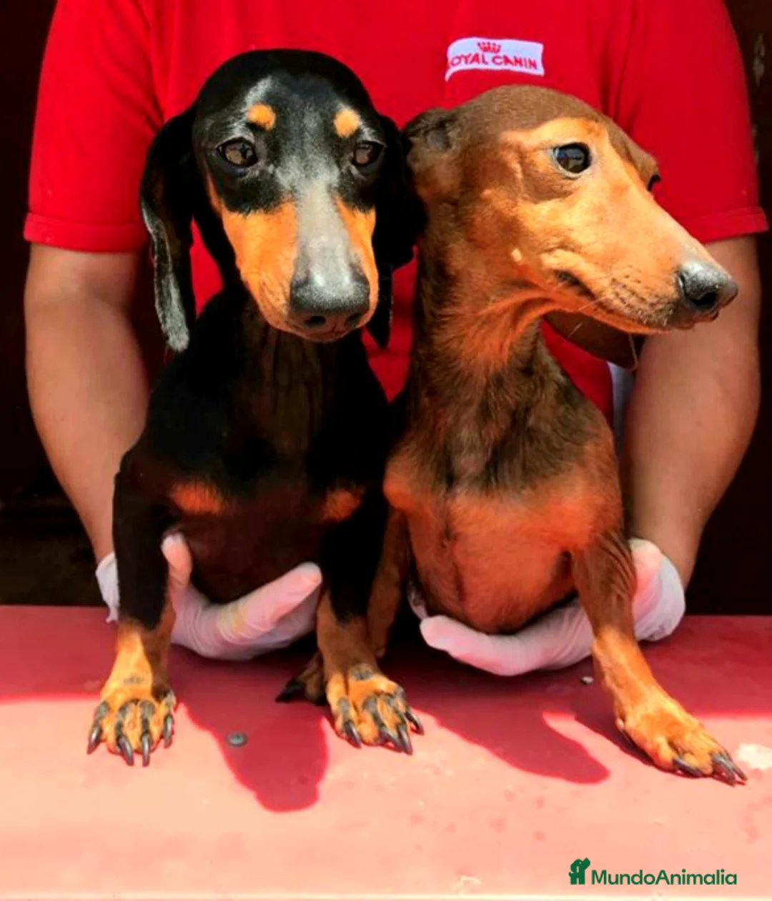 Teckel perros para monta: Varios sementales  en Valencia - Anuncio 1