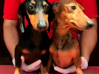 Teckel perros Varios sementales en Valencia - Anuncio 8