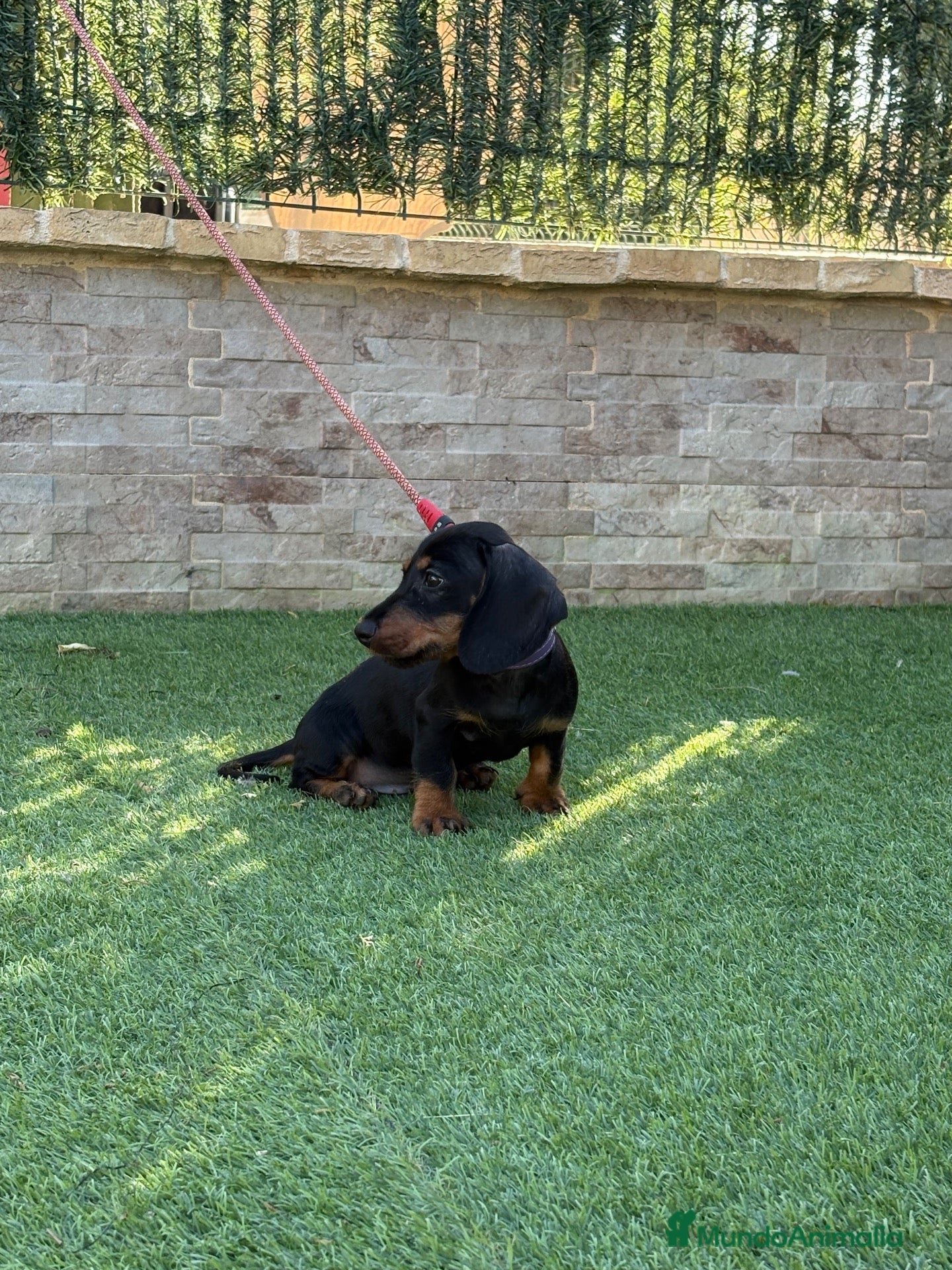Teckel perros Cachorro teckel negro y fuego  - Anuncio 1