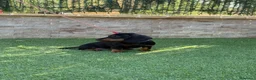 Teckel perros en venta: Cachorro teckel negro y fuego  - Anuncio 1
