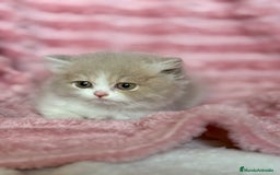 Británico de Pelo Largo gatos en venta: Monísimo gatito British  - Imagen 9