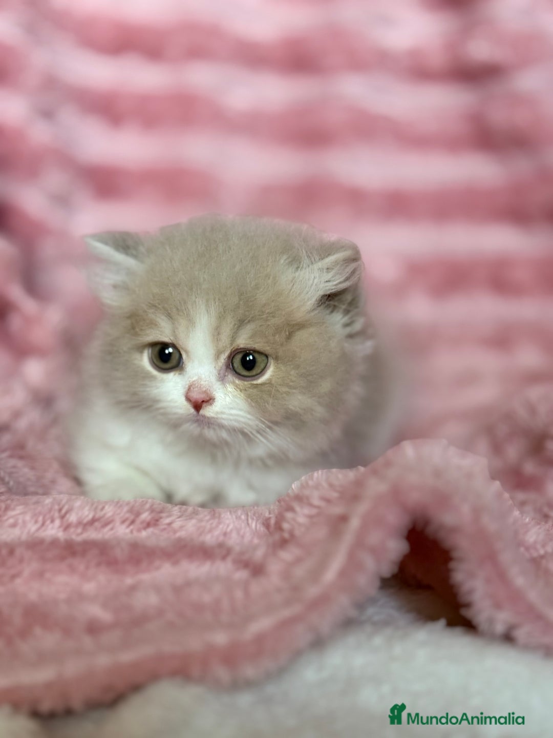 Británico de Pelo Largo gatos en venta: Monísimo gatito British  - Imagen 9