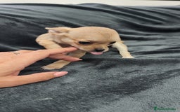 Chihuahua perros en venta: Chihuahua hembra Toy  - Imagen 2