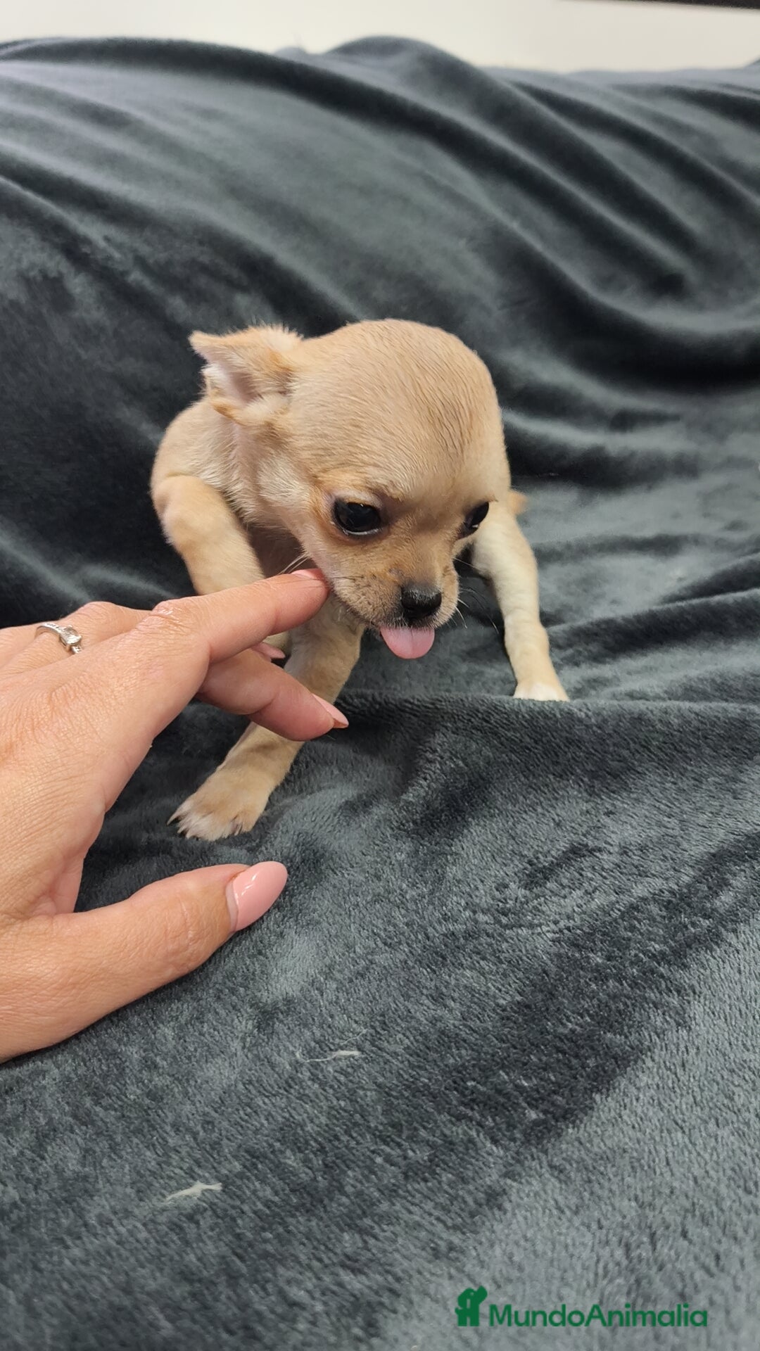 Chihuahua perros en venta: Chihuahua hembra Toy  - Imagen 2