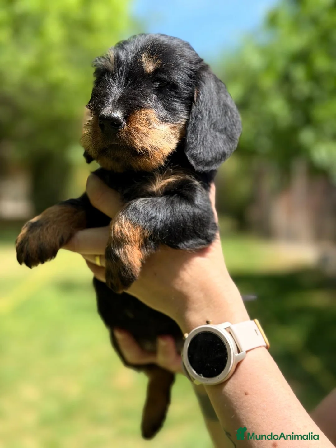 Teckel Miniatura perros en venta: TECKEL PELO DURO NEGRA FUEGO HEMBRA  - Anuncio 2