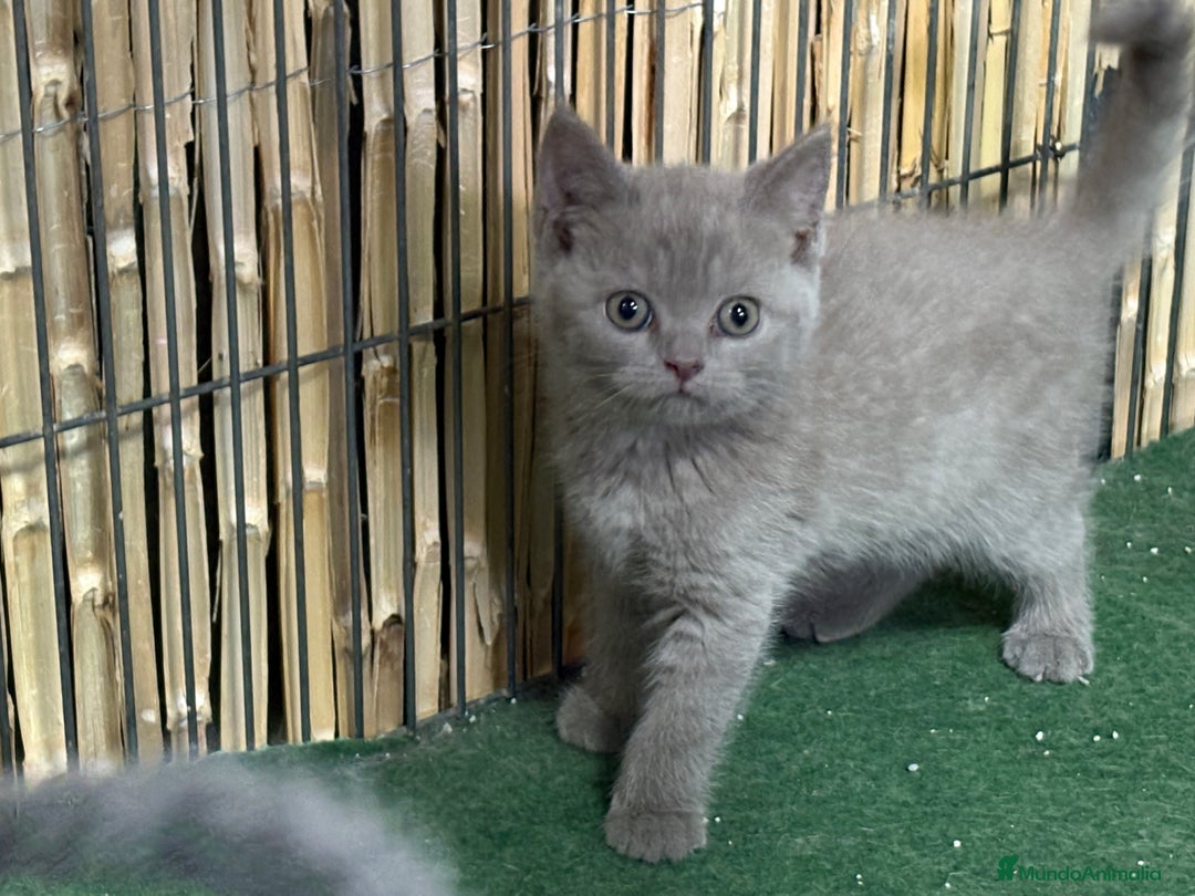 Británico de Pelo Corto Azul gatos en venta: British shorthair  - Imagen 4