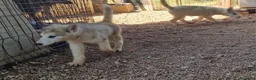 Alaskan Malamute perros en venta: Alaskan Malamute hembras - Anuncio 8