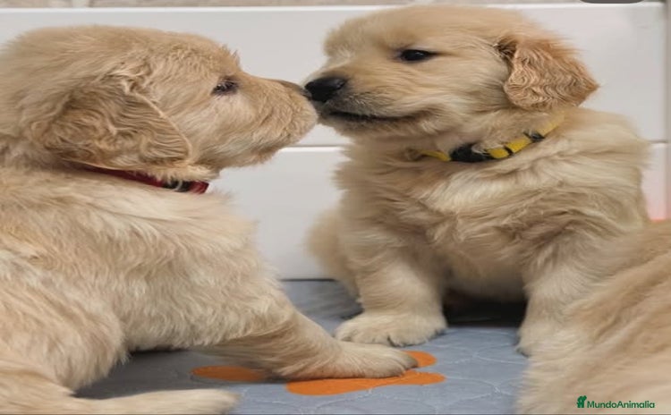 Golden Retriever perros - Anuncio 1