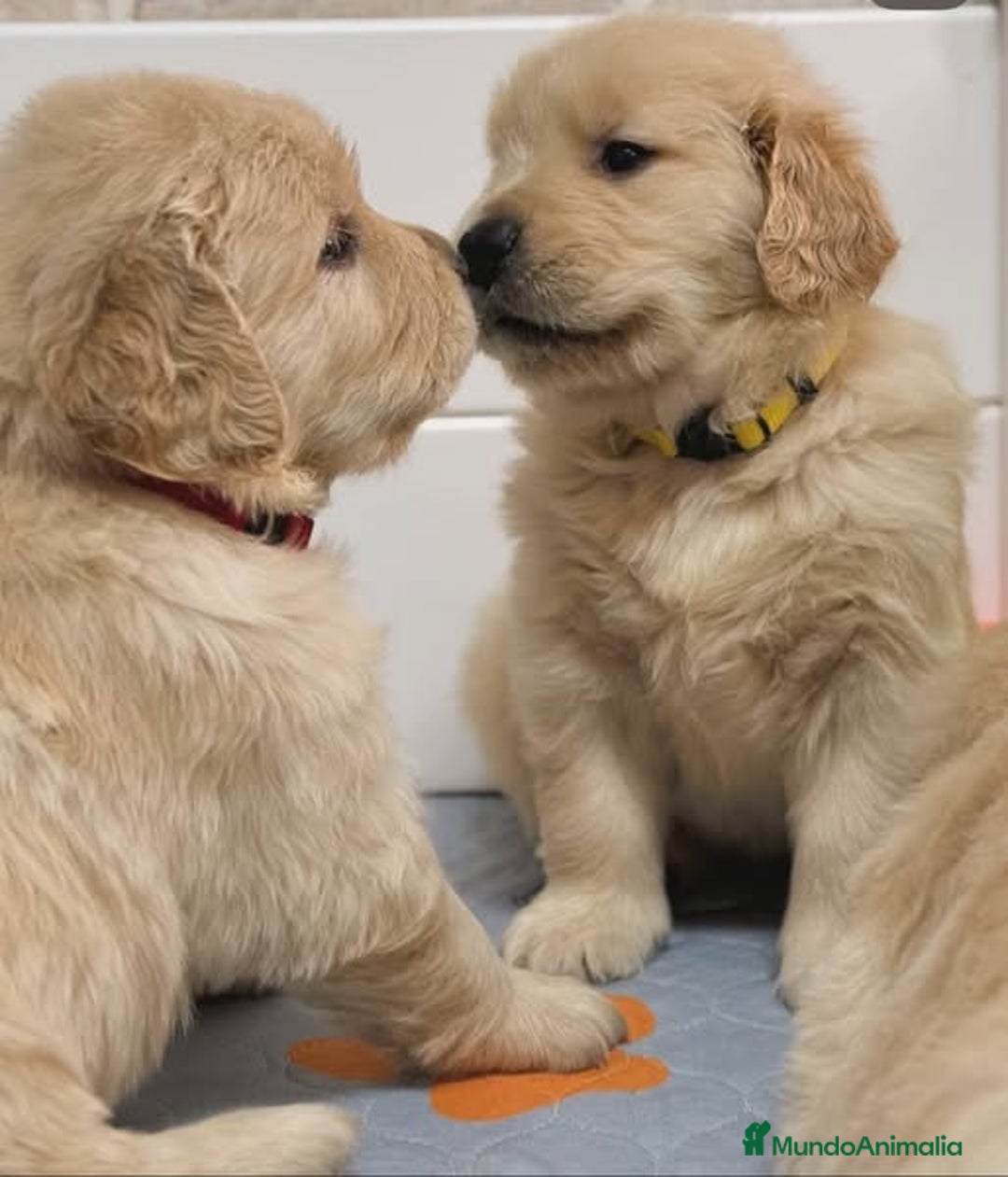 Golden Retriever perros en venta: Adorable bebé de Golden Retriever - Imagen 1