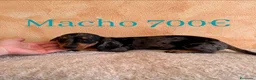 Teckel Miniatura perros en venta: Teckel minis de máxima calidad  - Anuncio 5