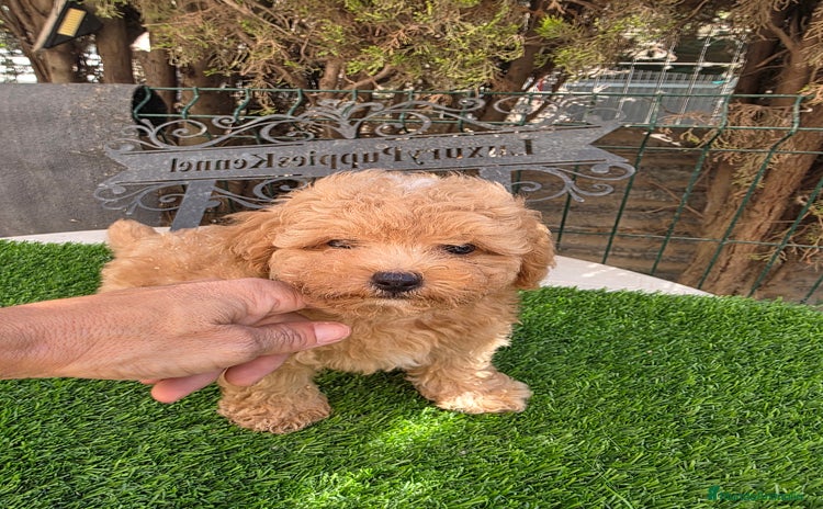 Maltipoo perros - Propaganda 4