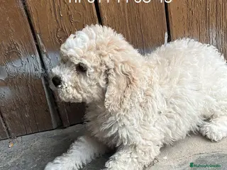 Perro de Agua Español perros Gran calidad perro de agua - Anuncio 2