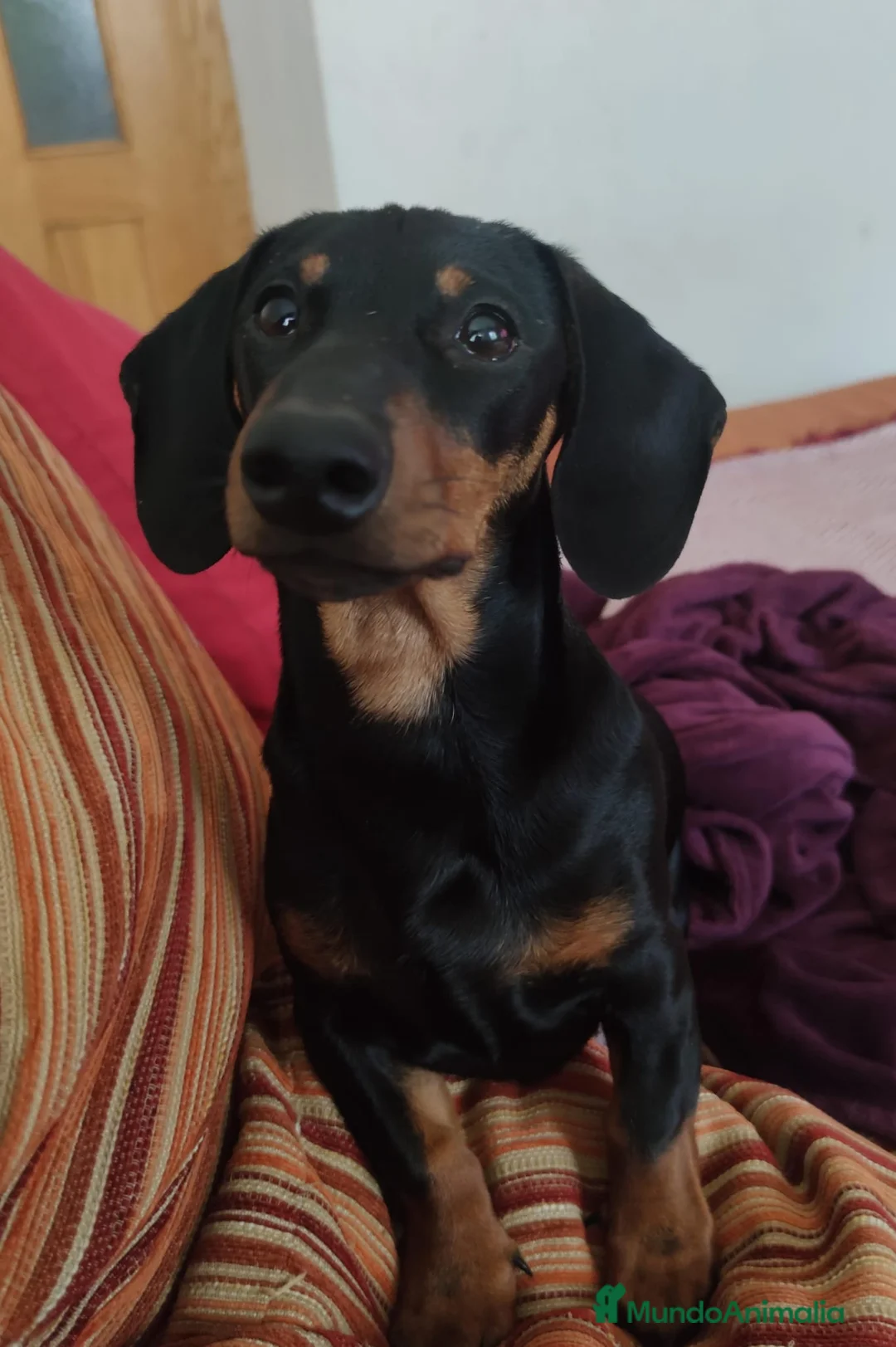 Teckel Miniatura perros en venta: Teckel macho negro fuego adulto – excelente línea - Anuncio 2