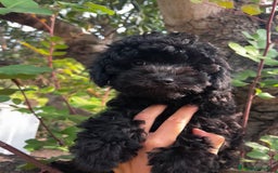 Caniche Toy perros en venta: Caniche negro  - Imagen 2