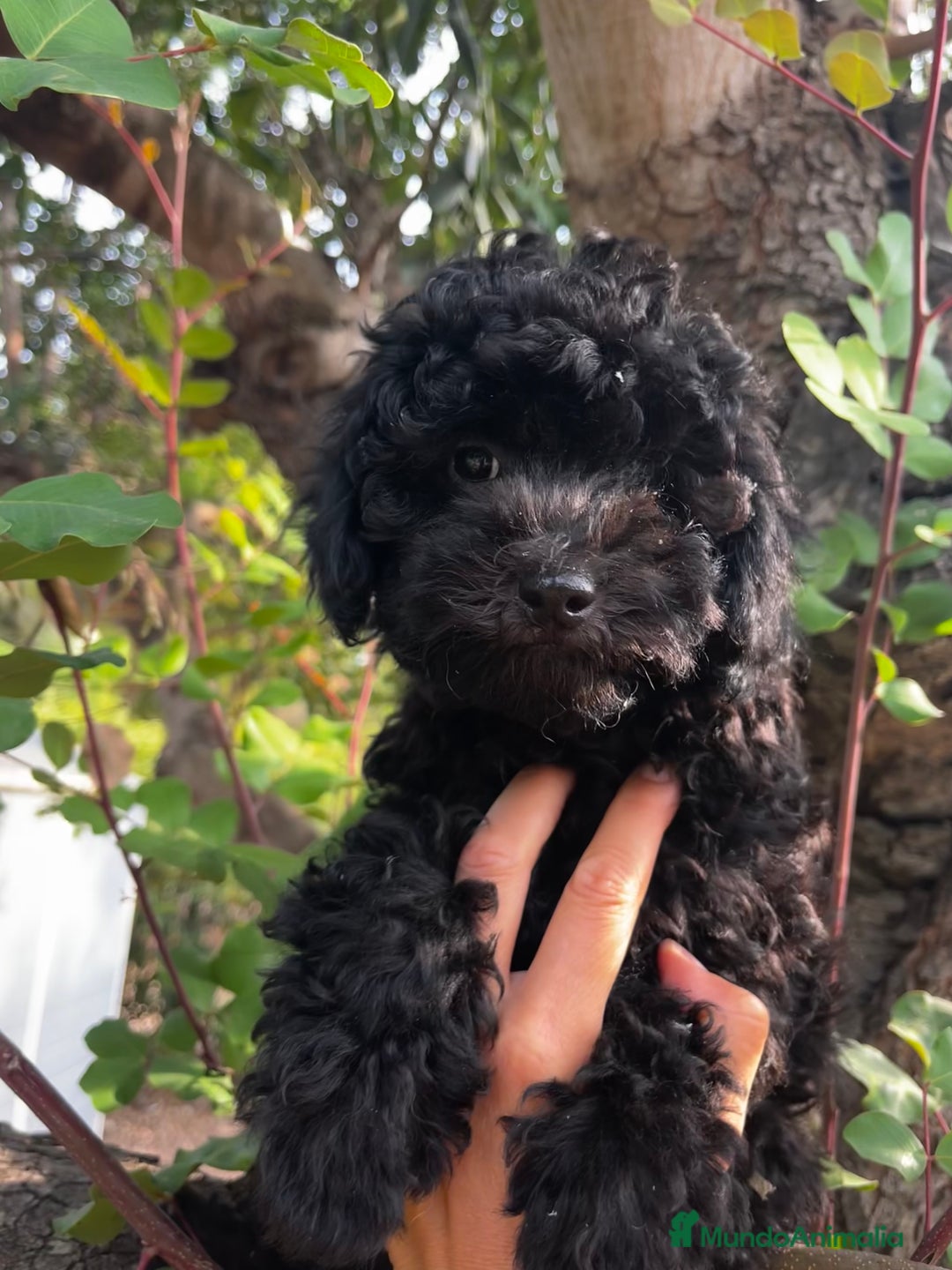 Caniche Toy perros en venta: Caniche negro  - Imagen 2