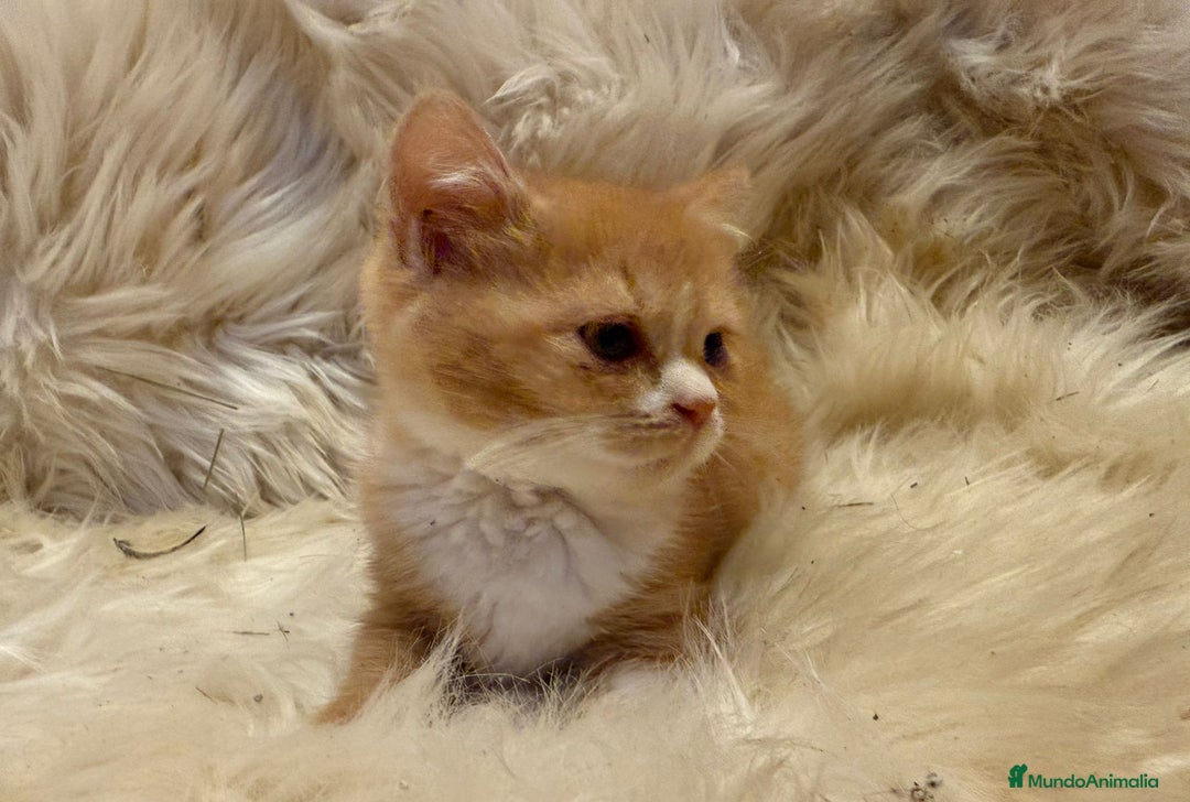 Británico de Pelo Corto gatos en venta: Hembra British Bicolor - Anuncio 4