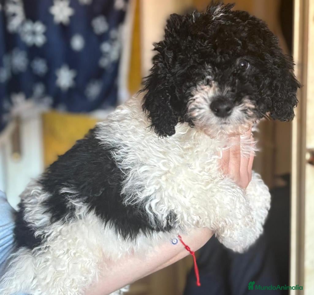 Perro de Agua Español perros Perro de aguas español  - Anuncio 1