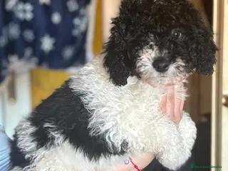 Perro de Agua Español perros Perro de aguas español - Anuncio 1