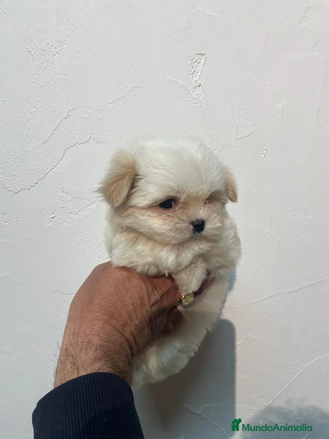 Bichón Maltés perros en venta: Excelente bichon maltes - Anuncio 1