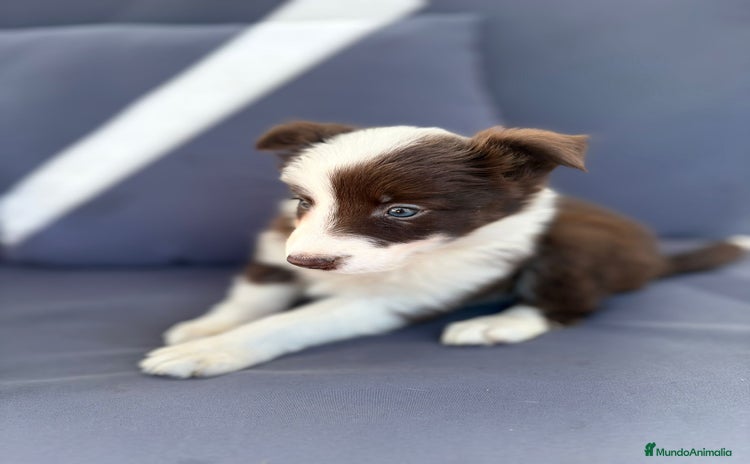 Border Collie perros - Propaganda 2