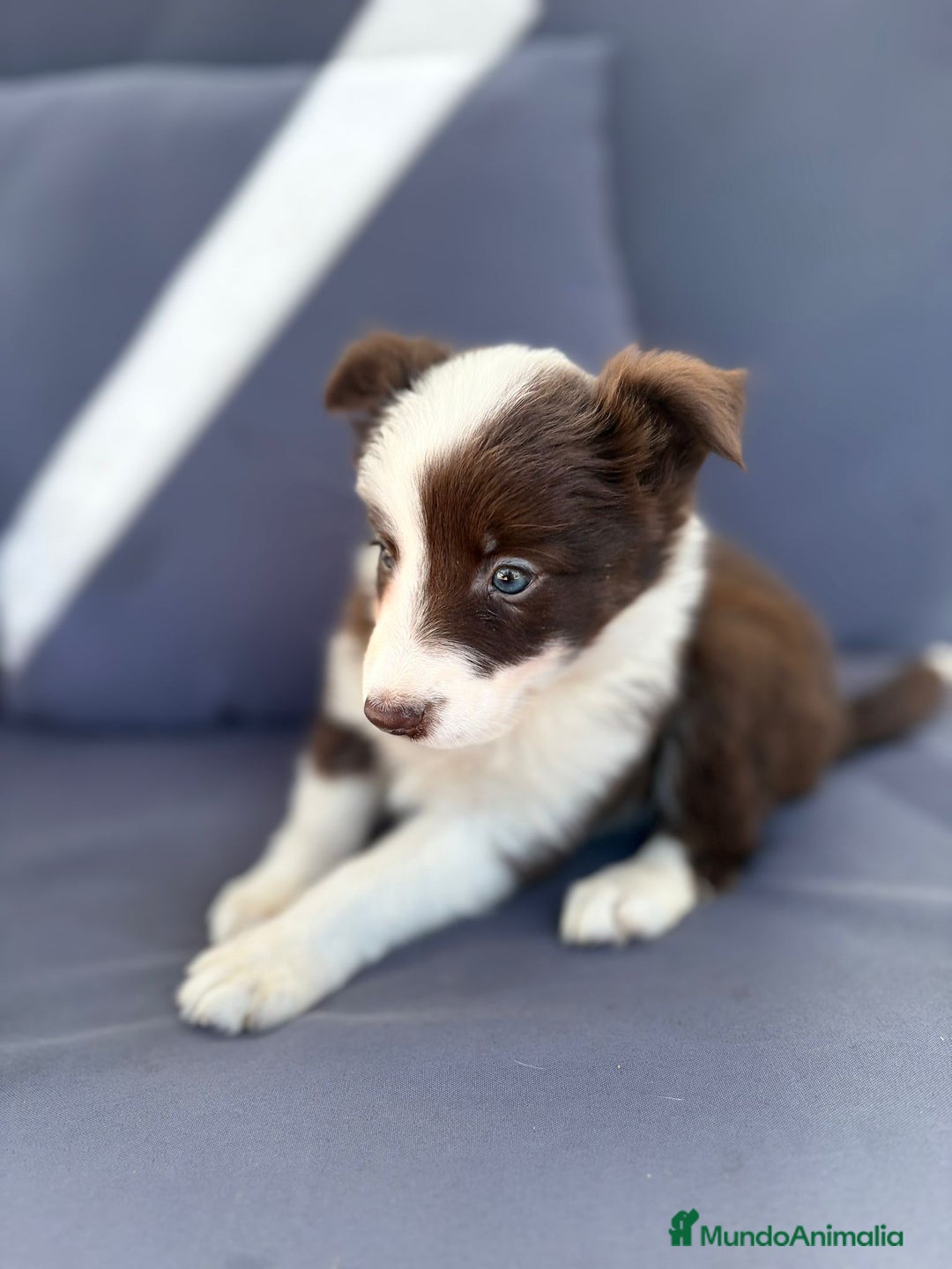 Border Collie perros en venta: Border collie chocolate  - Imagen 1