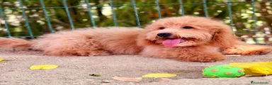Maltipoo 1