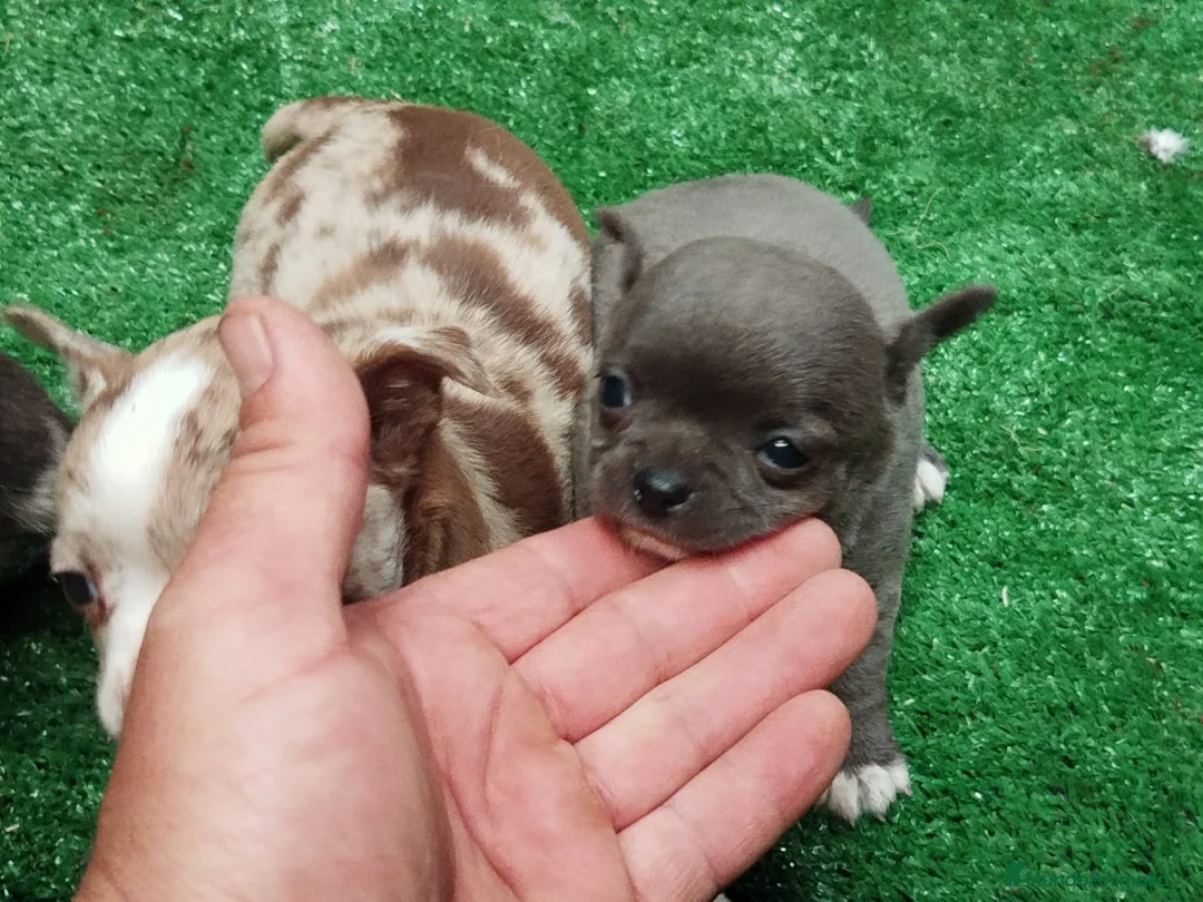 Chihuahua perros en venta: Espectaculares chihuahuas exóticos línea rusa  - Anuncio 1