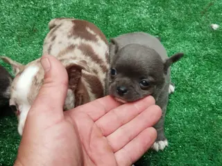 Chihuahua perros Espectaculares chihuahuas exóticos línea rusa - Anuncio 2