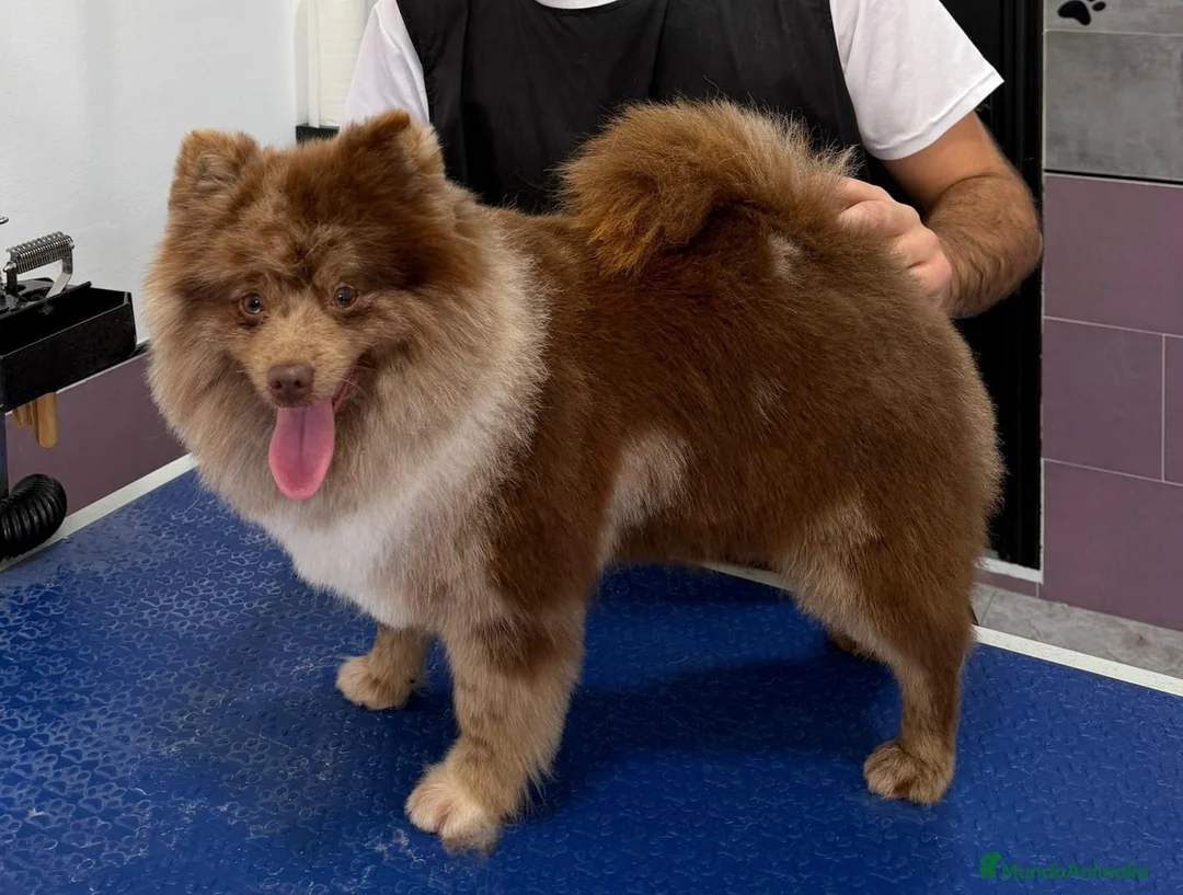Pomerania perros en venta: Espectacular macho merle en Murcia - Anuncio 1