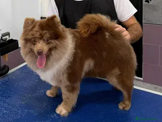 Pomerania perros Espectacular macho merle - Anuncio 1