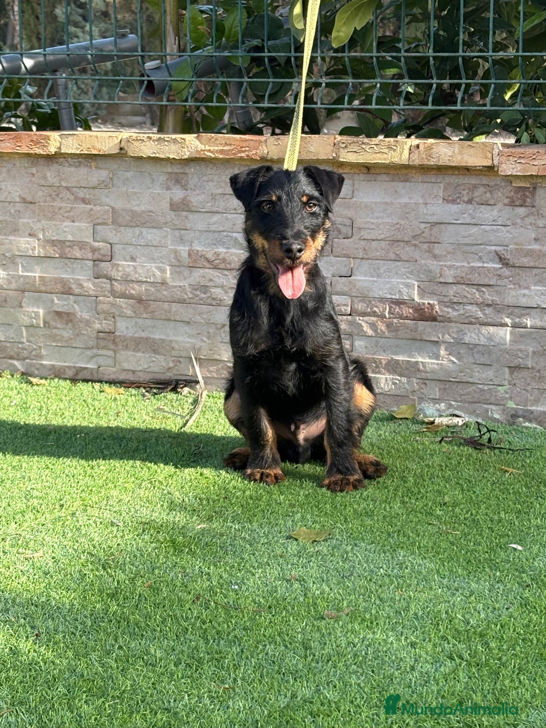 Terrier Alemán de Caza perros en venta: Cachorro Jagd terrier 5 meses  - Anuncio 4