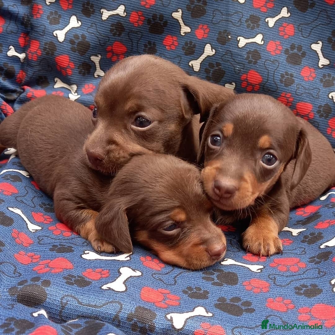 Teckel Miniatura perros TECKEL MINI (TODA ESPAÑA)  - Anuncio 2