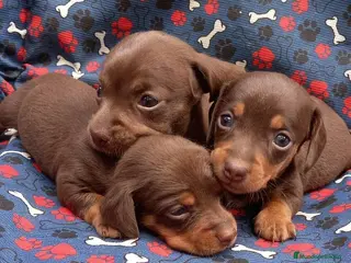 Teckel Miniatura perros TECKEL MINI (TODA ESPAÑA) - Anuncio 2