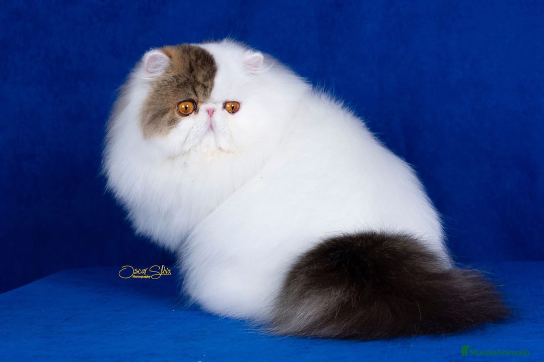 Persa gatos en venta: Dos gatas y un gato con pedigree exclusivo - Imagen 8