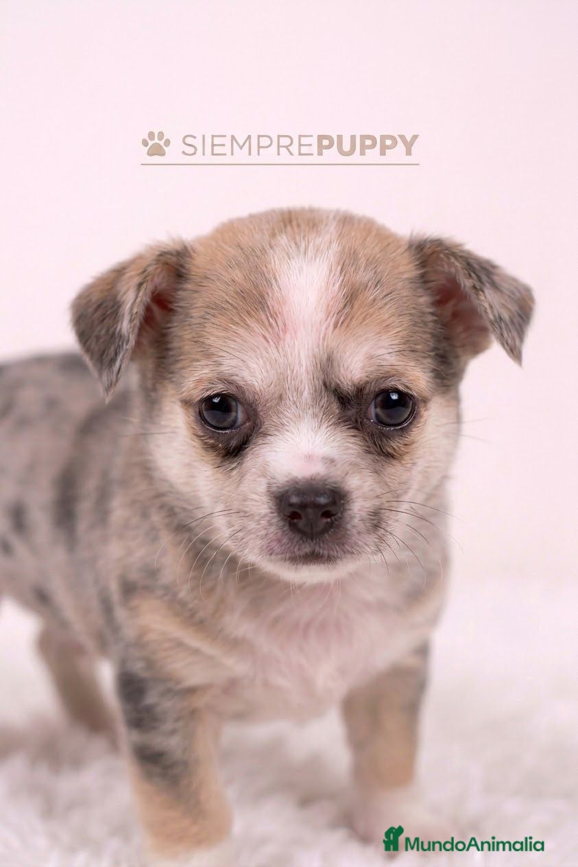 Chihuahua perros CHIHUAHUA EXÓTICO MERLÉ - Anuncio 2