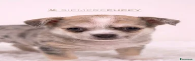 Chihuahua 1