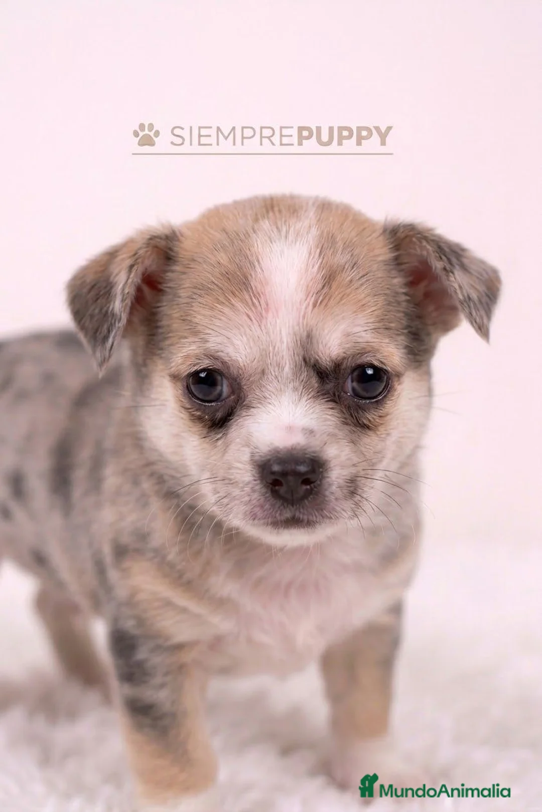 Chihuahua perros en venta: CHIHUAHUA EXÓTICO MERLÉ - Anuncio 2