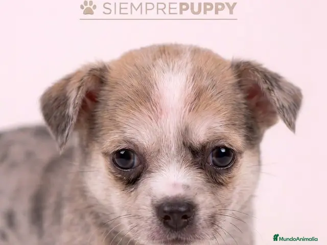 Chihuahua perros en venta: CHIHUAHUA EXÓTICO MERLÉ - Anuncio 2