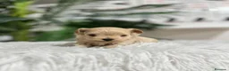 Maltipoo perros en venta: MALTIPOO 100% COREANO - Anuncio 2