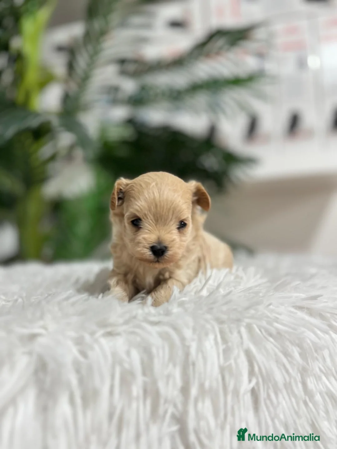 Maltipoo perros en venta: MALTIPOO 100% COREANO - Anuncio 2