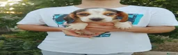 Beagle perros en venta: Beagle disponibles 🐶🐾 - Anuncio 3