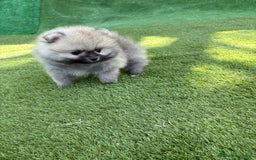 Pomerania perros en venta: Pomerania excelentes lineas  - Imagen 2