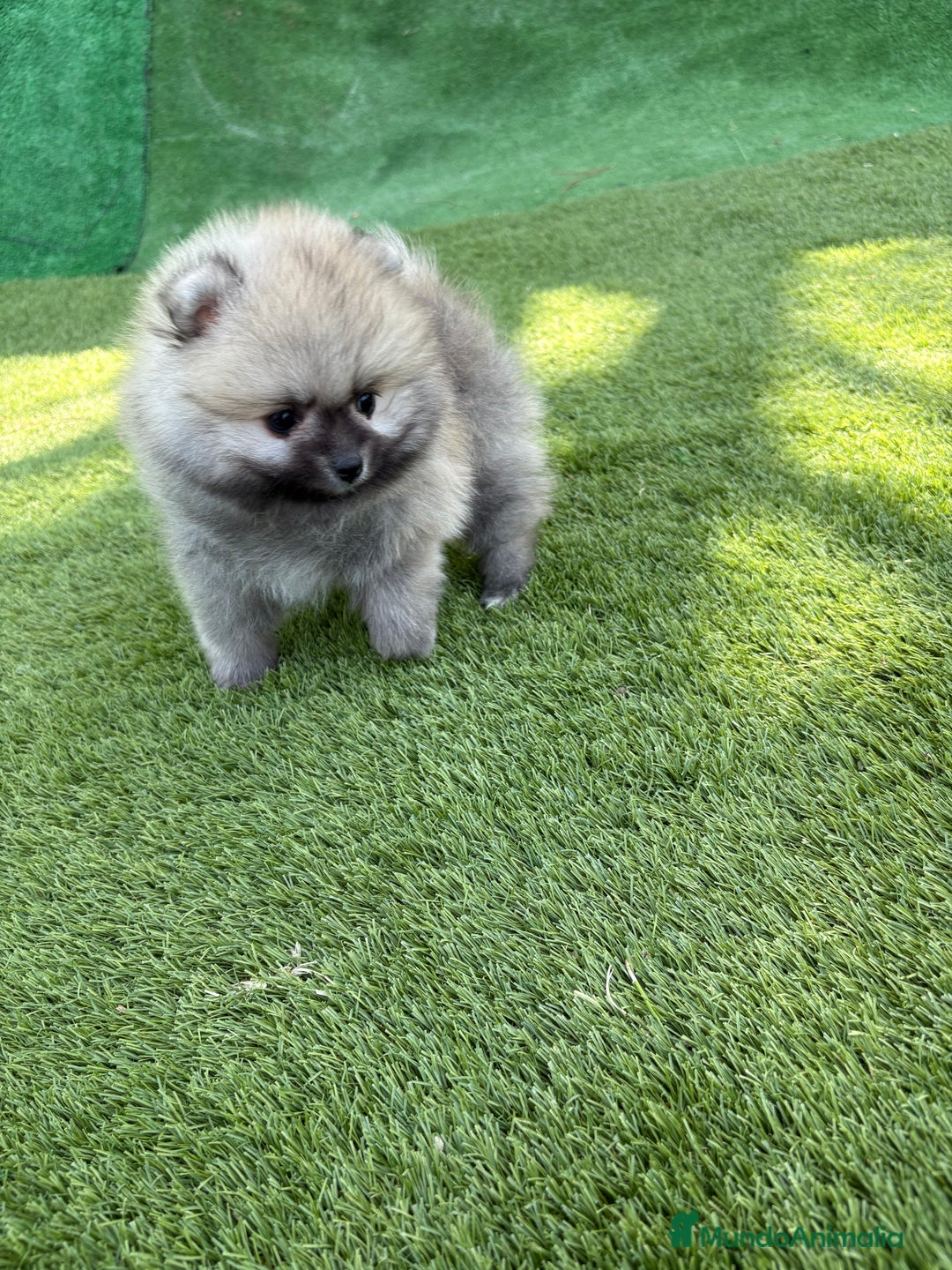 Pomerania perros en venta: Pomerania excelentes lineas  - Imagen 2